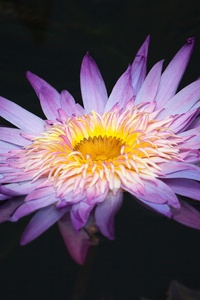 Lily Flower Macro