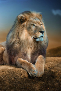Lion 2 (800x1280) Resolution Wallpaper
