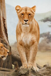 Lion 5k (1080x1920) Resolution Wallpaper