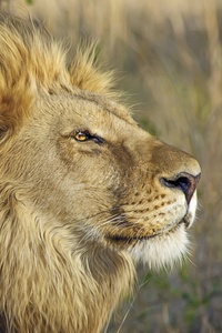 Lion Big Cat (640x960) Resolution Wallpaper