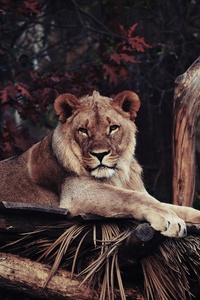 Lion In Zoo 4k (240x400) Resolution Wallpaper