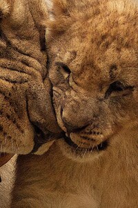 Lion Mother Cub (320x568) Resolution Wallpaper