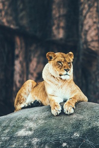 Lion Sitting On Rock 4k