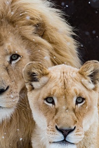 Lion With Cub (240x400) Resolution Wallpaper