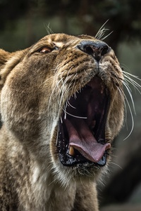 Lion With Open Mouth 5k (1280x2120) Resolution Wallpaper