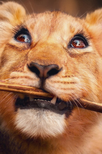 Lion With Stick In Mouth 4k