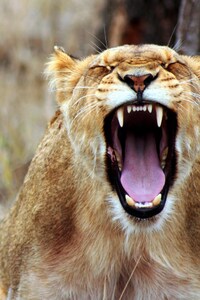 Lioness Predator (720x1280) Resolution Wallpaper