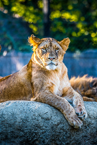 Lionesse Lion Predator Wild Animal 4k