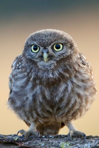 Little Cute Owl 4k