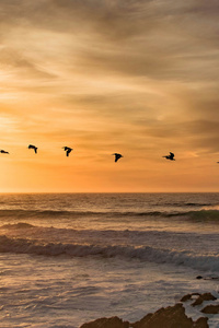 Lock Of Birds Birds Flying In Formation During Sunset (240x320) Resolution Wallpaper