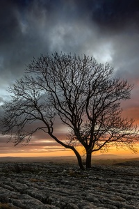 Lonely Tree In Drought Field Sunset