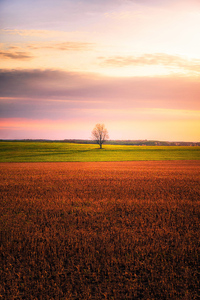 Lonely Tree In The Middle Of A Crop Field 4k