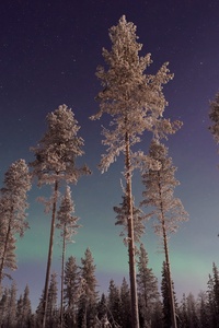 Long Pine Trees Winter Northern Lights