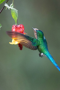 360x640 Long Tailed Sylph
