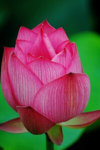 240x320 Lotus Flower Pink