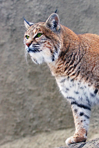 Lynx Big Cat (1280x2120) Resolution Wallpaper
