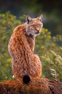 Lynx Predator (320x568) Resolution Wallpaper