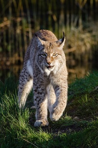 Lynxes (640x960) Resolution Wallpaper
