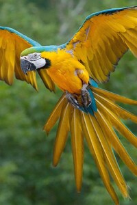1080x2160 Macaw Parrot
