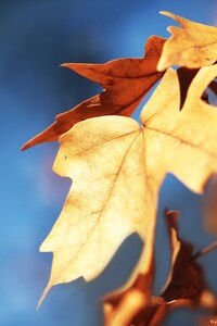 Macro Leaves (640x1136) Resolution Wallpaper