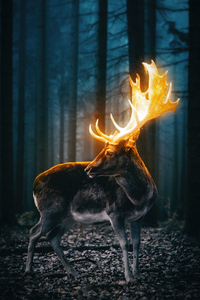 Magical Reindeer Forest 5k