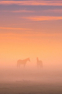 Majestic Horses In Countryside Field (1242x2668) Resolution Wallpaper