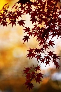 Maple Leaves (1080x2160) Resolution Wallpaper