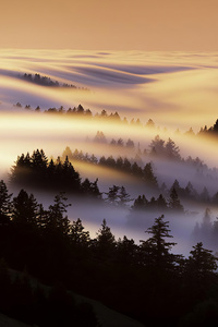 Marin County Mist Morning 4k (540x960) Resolution Wallpaper