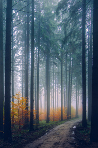 Mist Fog Trees Path Forest (320x480) Resolution Wallpaper