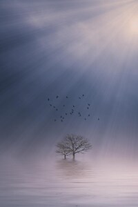 Mist Sunrise (640x960) Resolution Wallpaper