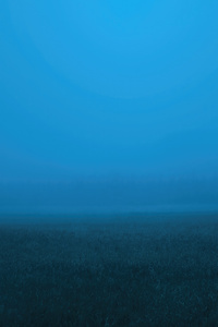 Mist Trees Fog 5k (320x480) Resolution Wallpaper