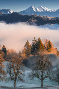 Misty Mountain Peaks And Frosty Trees (750x1334) Resolution Wallpaper