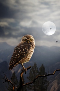Moon Fantasy Owl