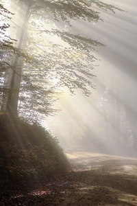 Morning Fog Sunbeam Forest 5k (1080x2160) Resolution Wallpaper