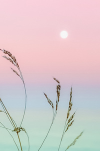 Morning Leaf Pink Sky Weather 4k (1080x2280) Resolution Wallpaper