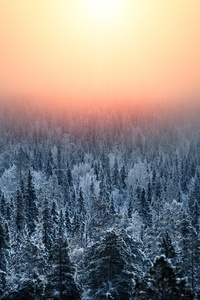 Morning Light Of Forest Treetop (480x854) Resolution Wallpaper