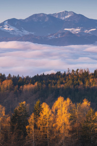 Morning Light On Mountain Pines (640x960) Resolution Wallpaper