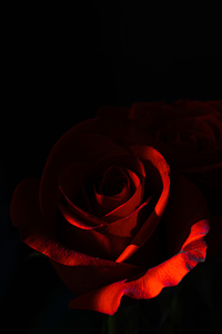 240x400 Morning Rose Dark 5k