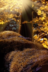 Moss Nature Autumn Forest (720x1280) Resolution Wallpaper