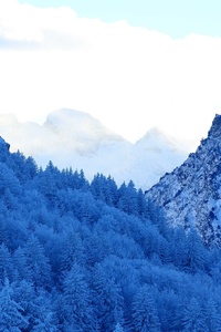 1440x2560 Mountains Snow Fir Forest Winter