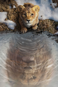 Mufasa The Lion King 2024 Movie (2160x3840) Resolution Wallpaper