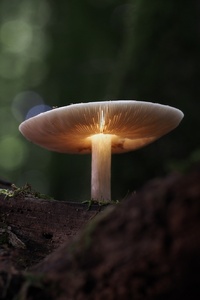 Mushroom Manipulation Nature (320x480) Resolution Wallpaper