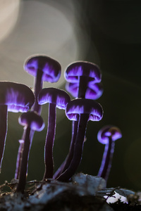 Mushrooms Purple Glowing 5k (1440x2960) Resolution Wallpaper