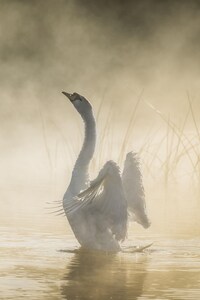 480x854 Mute Swan In Pond