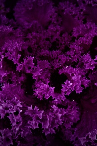 Mystical Purple Flora Amidst Dark Patterns (360x640) Resolution Wallpaper