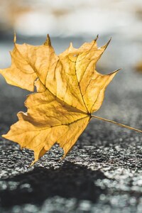 Nature Leaves (1080x2160) Resolution Wallpaper