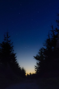 480x800 Nice View Between Forest Trees At Evening Sky