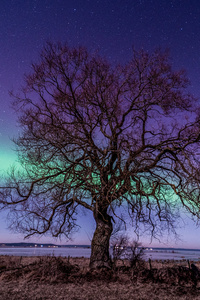 Northern Light Tree 5k (640x960) Resolution Wallpaper