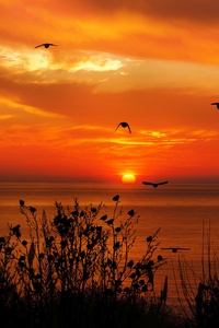 Ocean Sky Birds Flying Towards Sunset 4k (240x320) Resolution Wallpaper
