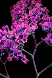 Oled Purple Flower (750x1334) Resolution Wallpaper